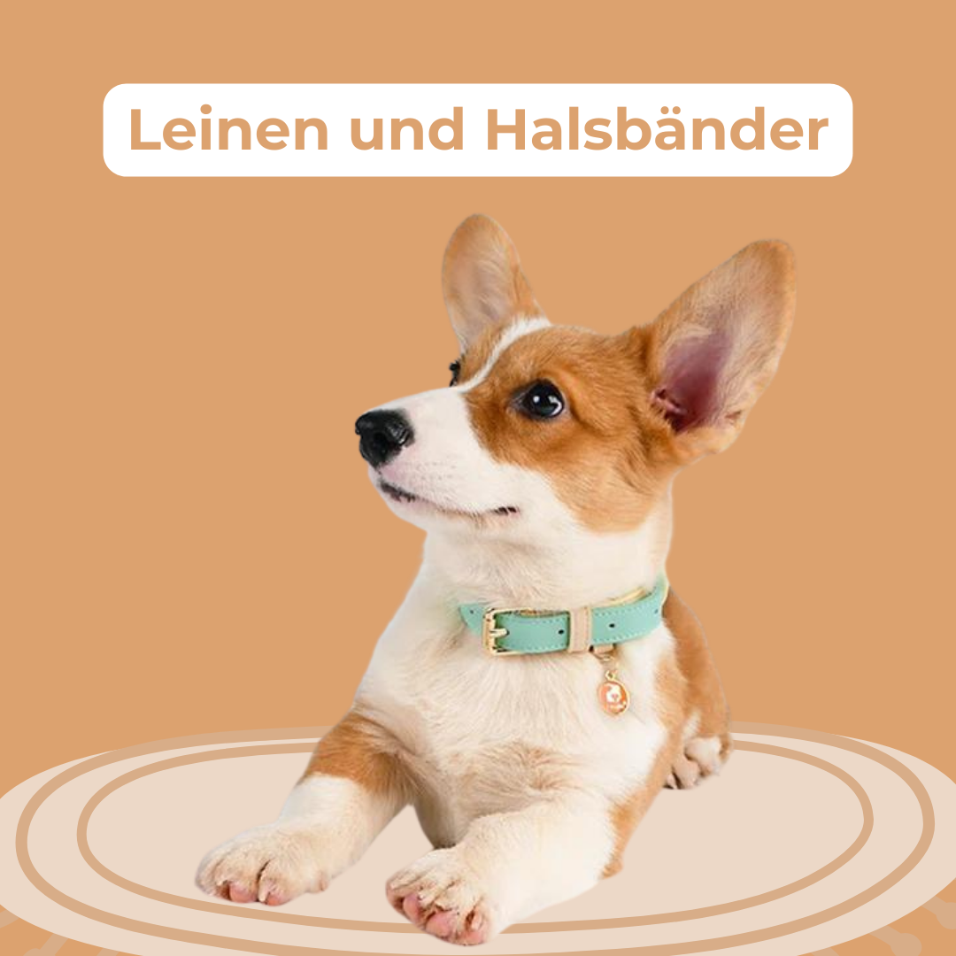 Leinen und Halsbänder